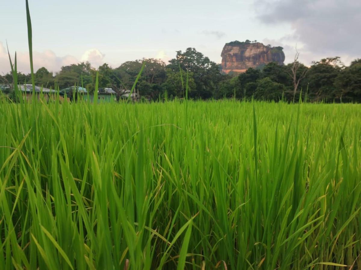 Sunshine Resort & Spa Sigiriya Buitenkant foto