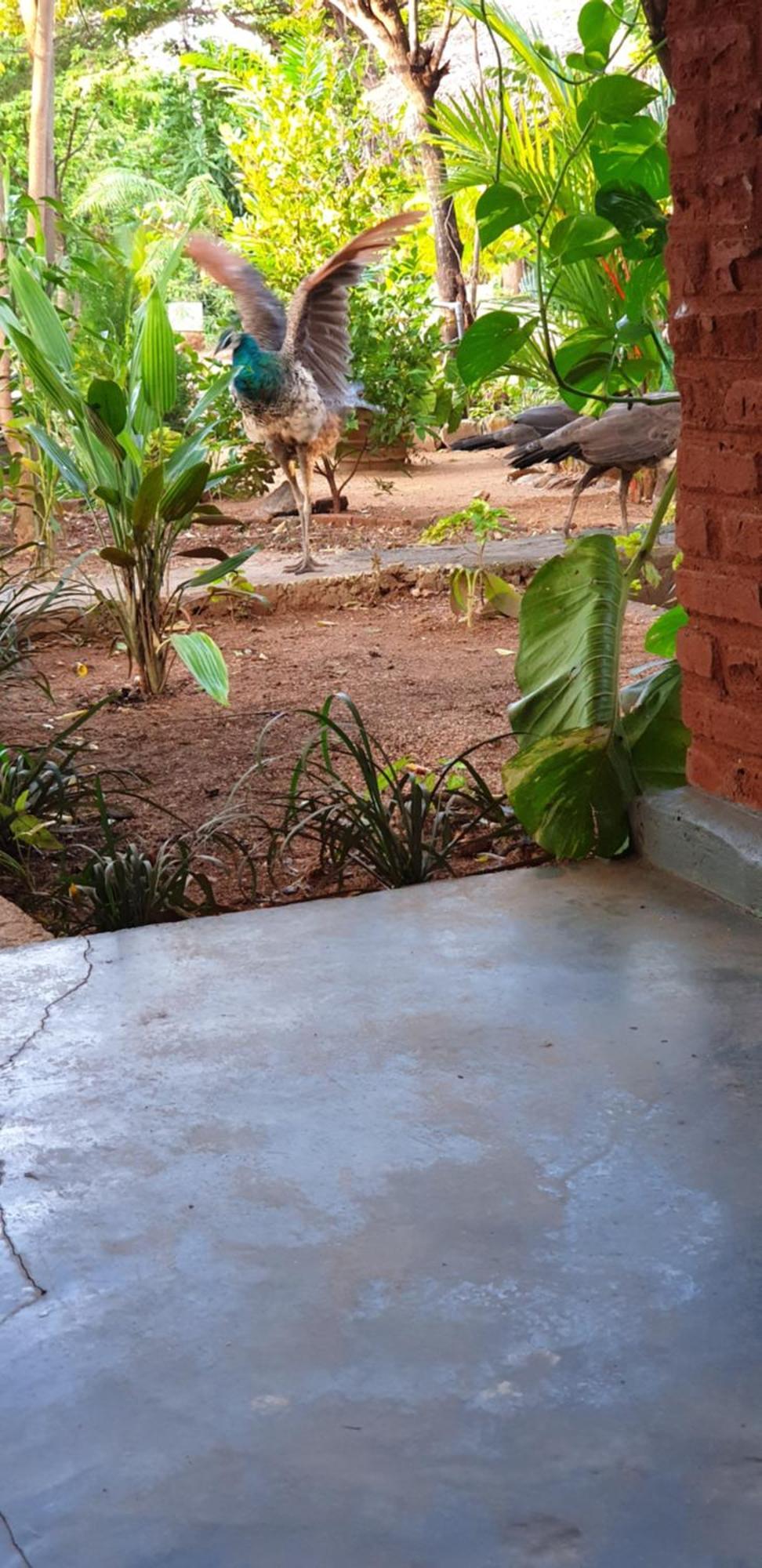 Sunshine Resort & Spa Sigiriya Buitenkant foto