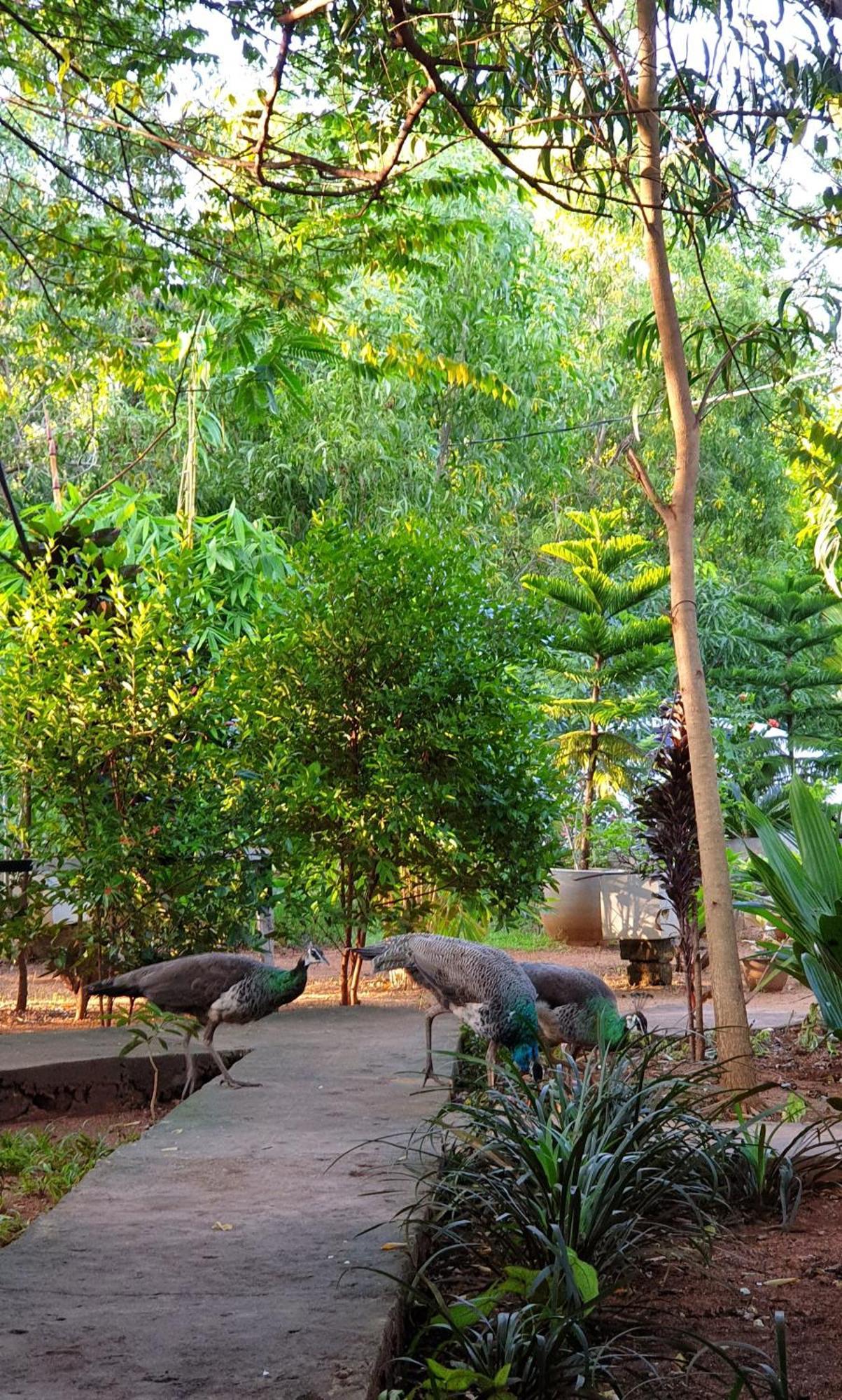 Sunshine Resort & Spa Sigiriya Buitenkant foto