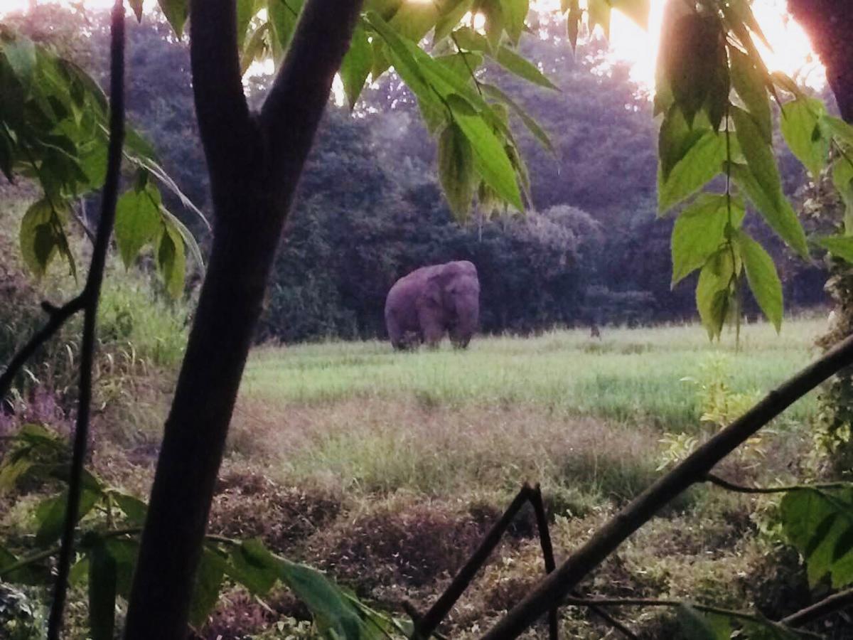 Sunshine Resort & Spa Sigiriya Buitenkant foto